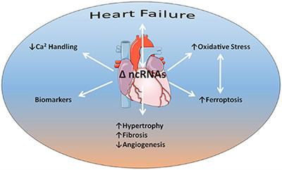 Editorial: Non-coding RNAs in heart failure